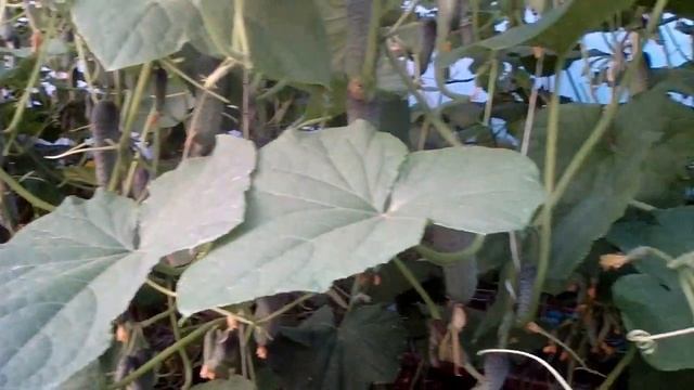 Огурец Муссон F1. Обзор огурца в теплице от 01.07.2022 года.???