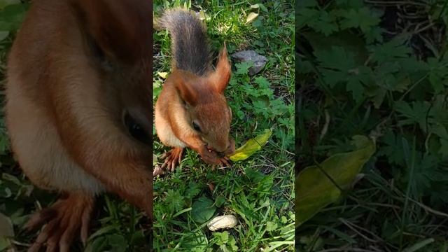 У белки красивый рыжий хвост#nature#animals#белка#squirrel#животные смотреть онлайн