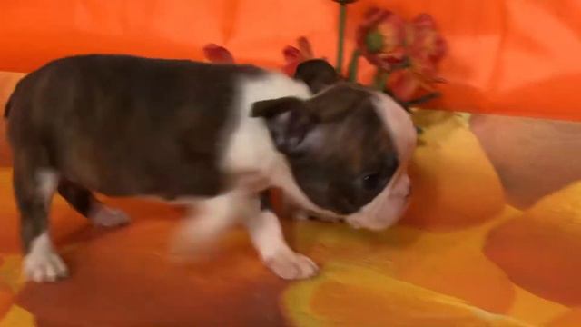 Бостон терьер, девочка 2 месяца. Авеста Вива Харизма. смотреть онлайн