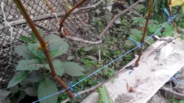 Виноград вызревание лозы на 19.09.16г в условиях Черниговской области