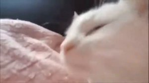 Флексящий кот под "да да да да" #Кот #флекс #тикток