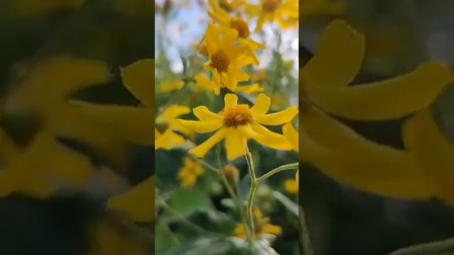 A very good sunny day with Sunflowers Outside my garden!!!! смотреть онлайн