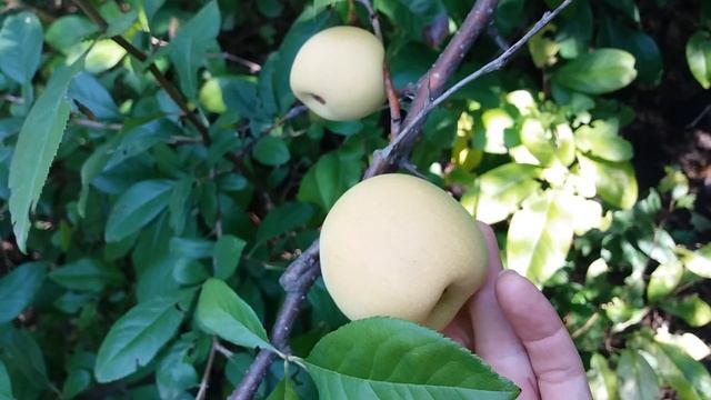 Японская айва плоды смотреть онлайн