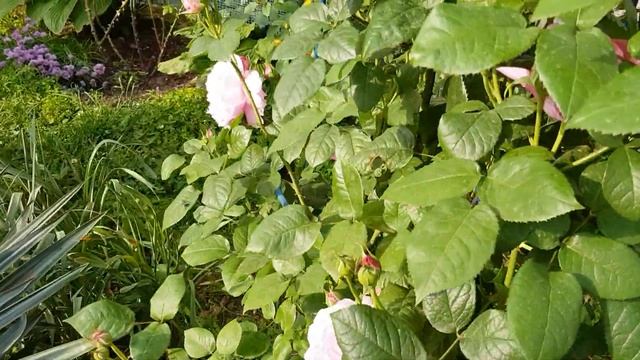 ПЕРВАЯ ВОЛНА ЦВЕТЕНИЯ ? моего РОЗАРИЯ НАЧАЛАСЬ, обзор некапризных?,надёжных? Сортов 26.05.23 год смотреть онлайн