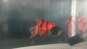 Красный вуалевый барбус,подготовка к нересту.