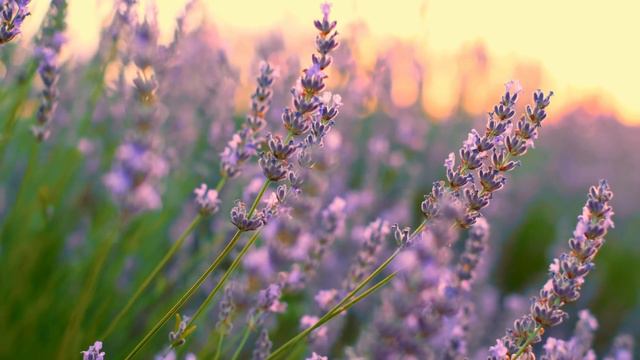 Lavender Fields France 4K Video Ultra HD | Cinematic Travel Video | Nature 4K смотреть онлайн