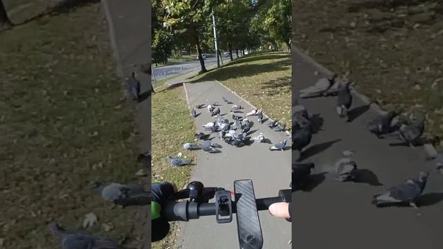 Когда насыпали корм для голубей на велодорожке смотреть онлайн