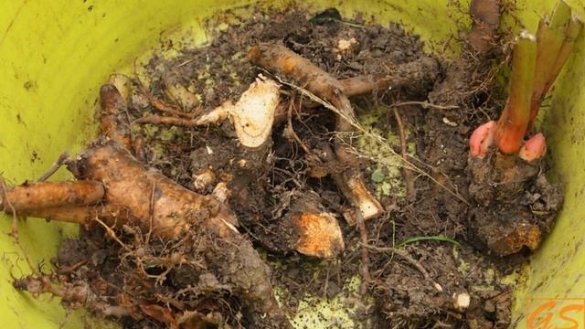 Деление и посадка пионов осенью смотреть онлайн