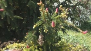 Ель обыкновенная Акрокона (Picea abies Acrocona)