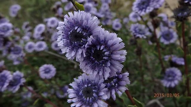 Globularia alypum Greece by Theo Fotiadis смотреть онлайн