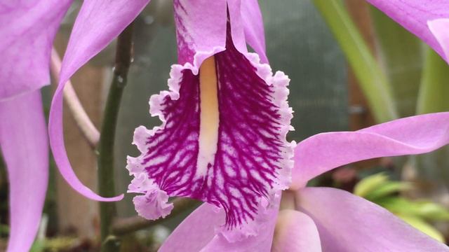 CATTLEYA MAXIMA ORCHID CARE TIPS: GROWING IN INORGANIC MEDIA 1080p