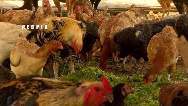 agriculture and organic farming IT guy quits job & runs successful chicken farm in chennai смотреть онлайн