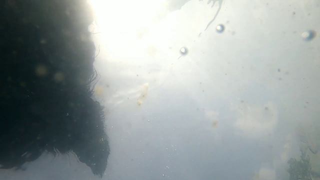 Dogs Swimming: Underwater footage! смотреть онлайн
