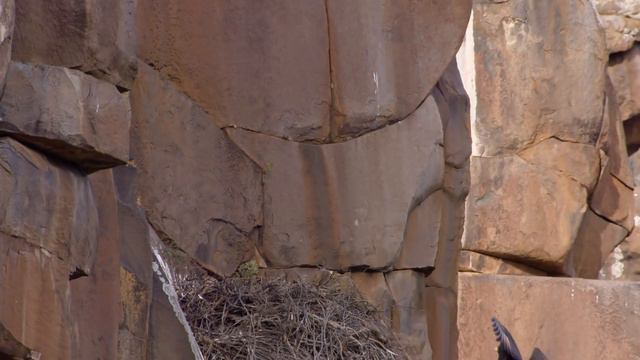 Caracal, Lions, Koodo of South Africa Karoo National Park. Nature 2018 full HD. смотреть онлайн