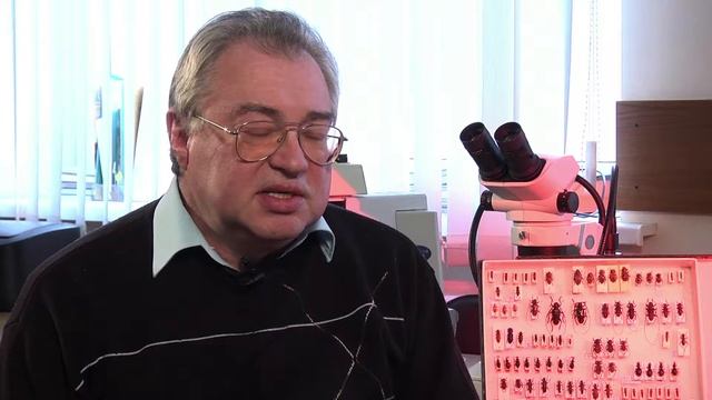 Китайский усач