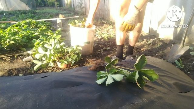 СУПЕР СПОСОБ ПОСАДКИ КЛУБНИКИ НА АГРОВОЛОКНО! НЕ ПУТАЙТЕ С АГРОТКАНЬЮ! РАССКАЖУ В ЧЁМ ОТЛИЧИЯ. смотреть онлайн