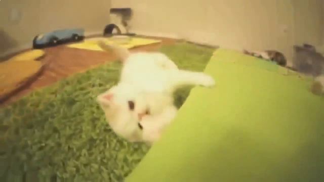 Смешные коты и котята. Смешной пушистый котенок кувыркается! смотреть онлайн