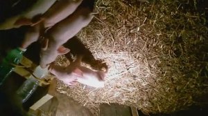 Кормление поросят с соски, у свиноматки нет молока что делать./ beautiful pigs