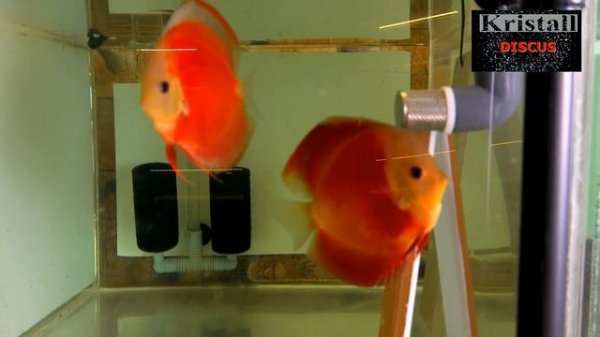 #DISCUS#ДИСКУС# Разводня Кристалл Дискус В новом виде