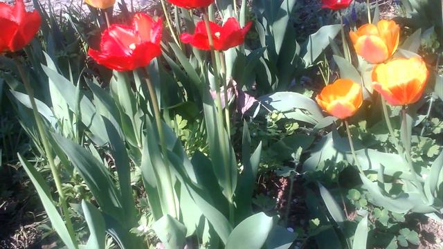 Что будет, если тюльпаны не выкапывать  десять лет?