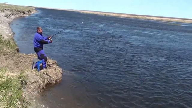 Сход Чавычы, Камчатка, река Коль смотреть онлайн