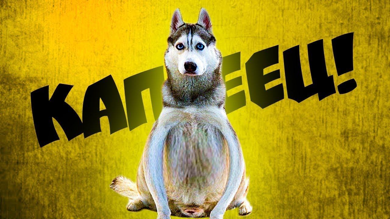 Лучшие серии начала лета! Я НЕ НЯША!! (Хаски Бандит) Говорящая собака смотреть онлайн