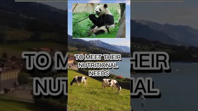 "The Adorable and Endangered Pandas: How We Can Help Save These Beloved Creatures" смотреть онлайн