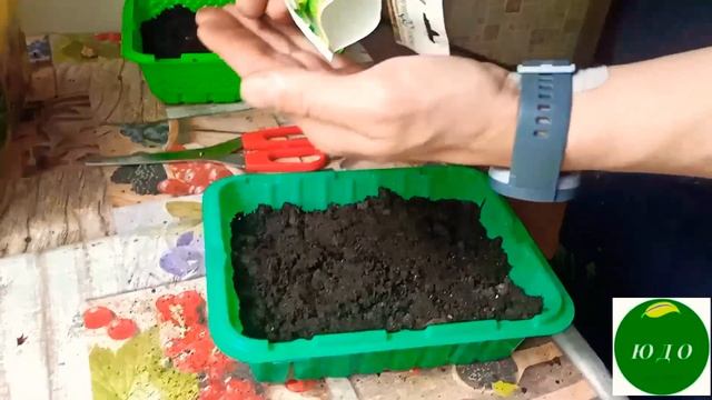 Рассада Огурцов! Партенокарпические самоопыляемые. Кабачки! Поздняя посадка . Приживаемость. смотреть онлайн