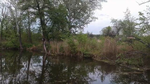 Караси на мангале на природе на костре смотреть онлайн