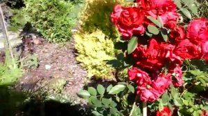 роза канадская Аделаида Худлес Adelaide Hoodless