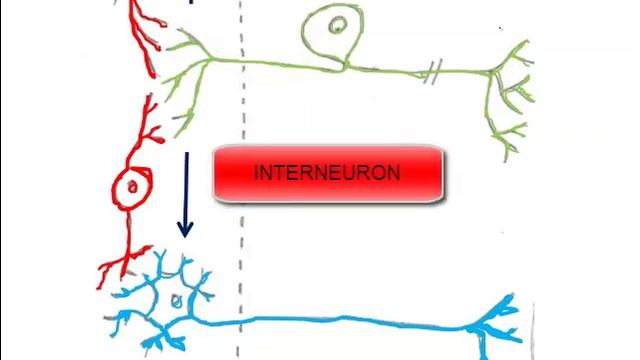 2. Types of Neurons and the Reflex Arc смотреть онлайн