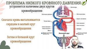 Л.35 | ТРАНСПОРТ ВЕЩЕСТВ У ОРГАНИЗМОВ | ОБЩАЯ БИОЛОГИЯ ЕГЭ