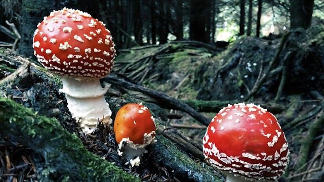 Что употребляли Берсерки и кто они такие? смотреть онлайн