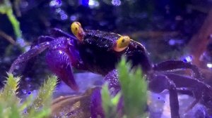 Пресноводный краб в аквариуме видео