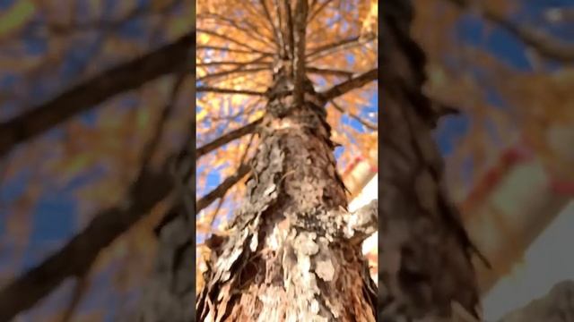 После первого снега. смотреть онлайн