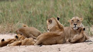 HYENAS mating and LION cubs.