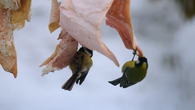 Три дятла и синички смотреть онлайн