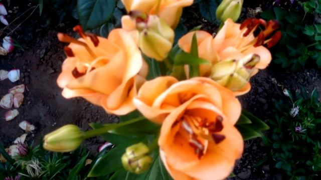 Первое цветение лилий , 2017 год смотреть онлайн