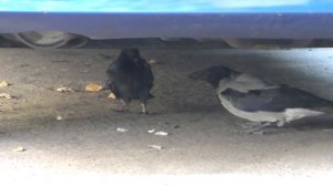 Охота серых ворон на голубя. Едят голубя живьем. Убийство голубя воронами.