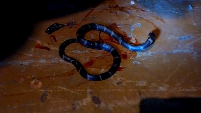 Полоз амурский(умирающий)