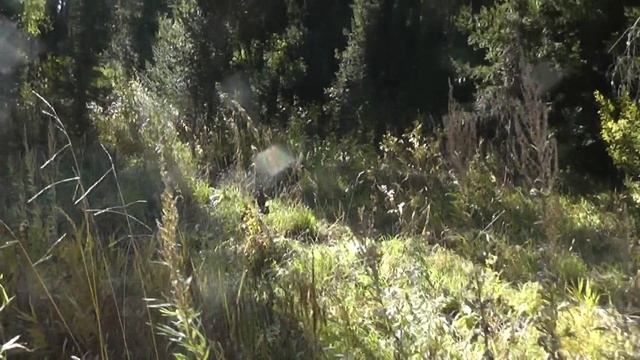 hunting for a large animal. по Алтаю в 22г. смотреть онлайн