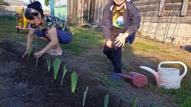 Бордюр из ИРИСОВ в августе сентябре 2021 года смотреть онлайн