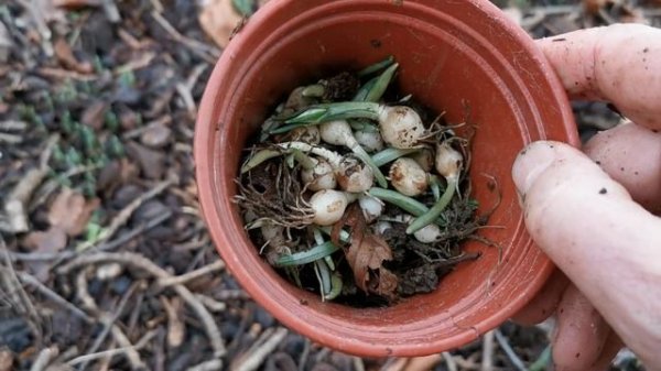 January Snowdrops Seasonal Tip