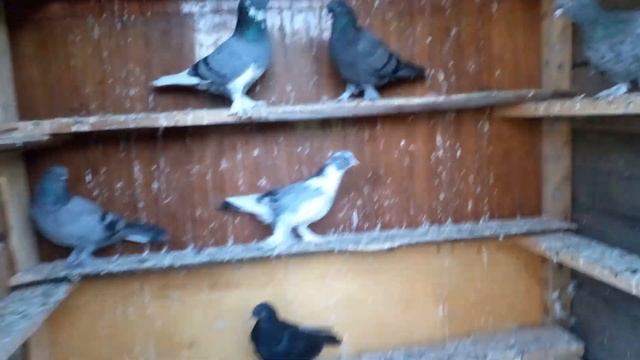 Турецкая Такла!!Голуби!!Молодые  26.08.2022г.