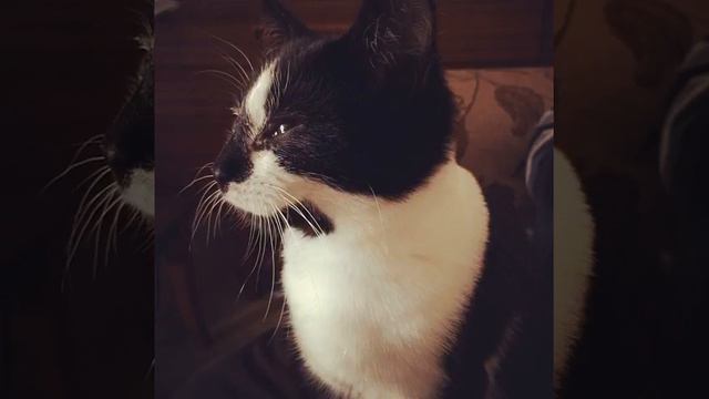 176 Ways Knowing About Cats Will Land You in Jail смотреть онлайн