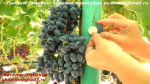 Виноград Кишмиш ЮПИТЕР - ранний, один из лидеров вкуса ягод, устойчив. (Пузенко Наталья Лариасовна)