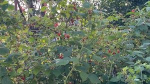 Малина Гусар