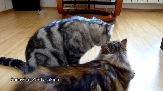 Коты Милахи! Такого еще не было) смотреть онлайн