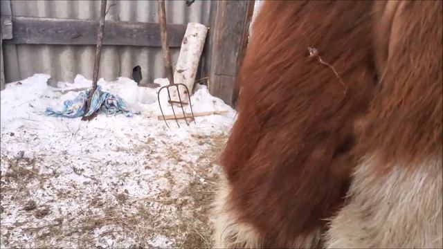 Нетель за день до отела. смотреть онлайн