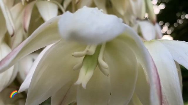 Гортензии “You and me Forever”, “Hovaria Hopcorn”. Астильба. Вишня. Ирга. смотреть онлайн